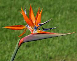 Strelitzia Reginae Bird Of Paradise Bird Of Paradise Bird Of Paradise Flower Crane Flower Crane Li Birds Of Paradise Plant Paradise Plant Hawaiian Plants