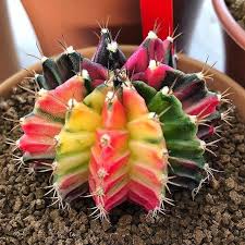 The pincushion cactus can be propagated through two simple ways; The Moon Cactus Gymnocalycium Mihanovichii Succulent City
