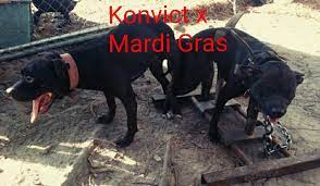 1,105 likes · 23 talking about this. Noble Kennels Http Www Apbt Online Pedigrees Com Public Facebook