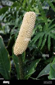 Image result for Anchomanes