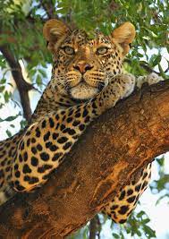 An Introduction To Africa S Big Five Safari Animals Wild Safari Animals African Animals Animals Wild