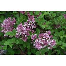 Image result for Syringa meyeri ´Palibin