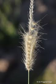 Image result for Tetrapogon tenellus