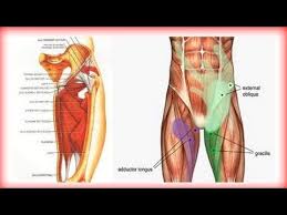 12 photos of the muscle chart of the groin. Pin On Bodywork