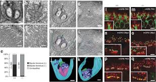 Pikachurin, a dystroglycan ligand, is essential for photoreceptor ribbon  synapse formation | Nature Neuroscience