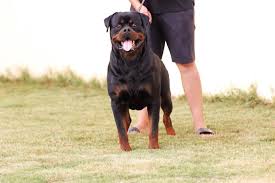 Maybe you would like to learn more about one of these? Rottweilers Uae Home Facebook