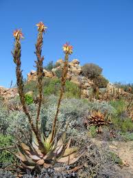 Image result for Aloe nuttii