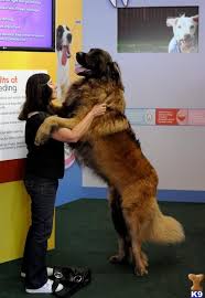 leonberger is so friendly one of my pals one and he is a gentle giant huge dogs really big dogs giant dogs