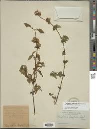 Image result for Phaulopsis imbricata