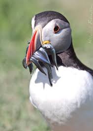 500px Photo Spring Season By Nicolas Reusens Puffins Bird Puffin Bird