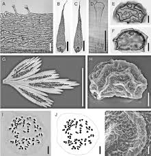 Image result for Asplenium uhligii