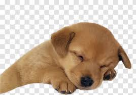 Golden retriever information including personality, history, grooming, pictures, videos, and the akc breed standard. Golden Retriever Puppy Labrador Border Collie German Shepherd Transparent Png