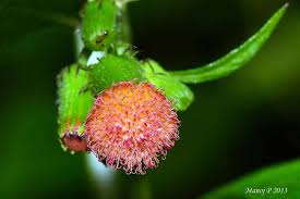 Image result for Crassocephalum crepidioides