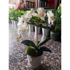 By bunga oktober 10, 2019 0 comments. Bunga Orkid Hiasan Bajet Shopee Malaysia