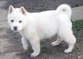 Below is a sample search of our japanese akita breeders with puppies for sale. Japanese Akita Puppies For Free