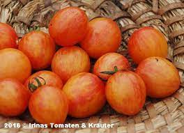 The list presented here is derived from a checklist of world bumblebees (discussing status of species) and used in the most recent bombus phylogeny. Sunrise Bumble Bee Ausverkaufte Sorten Tomaten Samen Irinas Tomaten