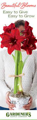 Pin By Gardener S Supply Company On Gifts That Grow Amaryllis Bulbs Amaryllis Garden Projects