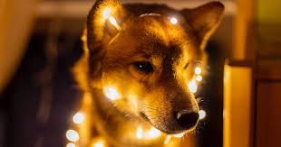 Dogecoin (doge) is based on the popular doge internet meme and features a shiba inu on its logo. Kronos Advanced T Knos Tesla Motors Tsla What Are Dogecoin Cash And Dogecash How Are They Different From The Real Meme Lord Benzinga