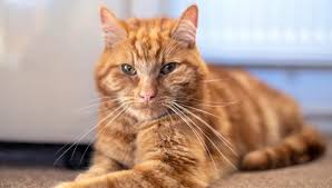 Garfield Eski Sahiplerini Bulmak Icin 65 Kilometre Yolculuk Yapti Magazin Haberleri Ntv