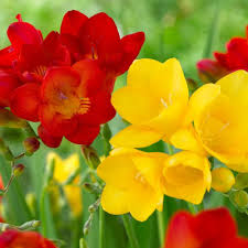 Freesia Single Red Yellow Freesias Have Orchid Like Flowers On Arching Stems And Are Delightfully Fragrant The Bulbs A Bulb Flowers Longfield Gardens Flowers