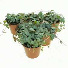 Image result for Ceropegia achtenii