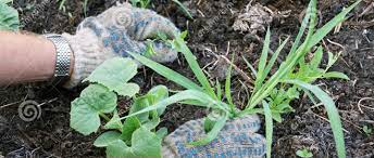 Penyiangan merupakan bagian dari tahap. Penyiangan Dan Tujuan Penyiangan Dalam Pertanian Info Bertani