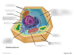 Maybe you would like to learn more about one of these? Idealized Plant Cell Diagram Quizlet