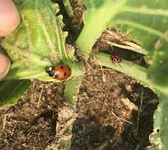 32 schor said the city's code compliance and building officials do they best they can to advise residents on how to stop the pests. Southeast Michigan Vegetable Update June 5 2019 Vegetables