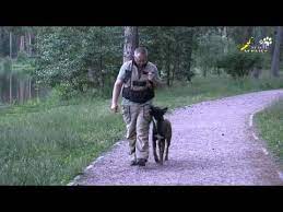 komanda ryadom metod navedeniya kormom youtube dressirovka sobak shenki ryad