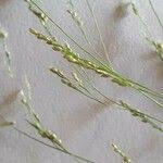 Image result for Sporobolus agrostoides