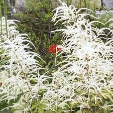 Plutôt chaude et ensoleillée s elle peut tout à fait pousser à l' ombre. Plante Vivace D Ombre Liste Ooreka