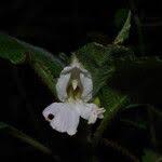 Image result for Impatiens burtonii