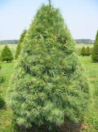 This tree grows at a fast rate, with height. Attributes Of White Pine Trees White Pine Tree Eastern White Pine Evergreen Trees