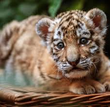 The company was founded in october 2015. Brandenburg Es Klingelte Dann Lag Ein Tigerbaby Vor Der Tur Welt