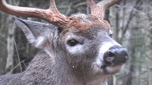 Check Out This Video For Some Incredible Whitetail Deer Vocalization These Are The Sounds That Every Deer Hu Whitetail Deer Deer Sounds Whitetail Deer Hunting