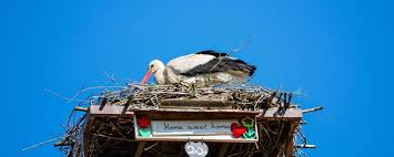 Sie brüten in der zeit von märz bis juni und ihre brutdauer beträgt um die 32 tage und die nestlingsdauer ca. Heidekreis Storchen Beim Bruten Online Ins Nest Schauen Landundforst De