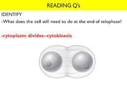 We did not find results for: 9 2 Mitosis And Cytokinesis Ppt Video Online Download