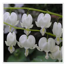 Image result for Dicentra spectabilis alba