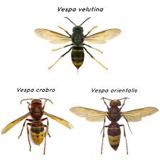 Image result for Crabbea velutina