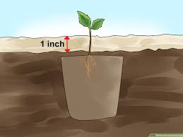 3 Ways To Plant Apple Seeds Wikihow
