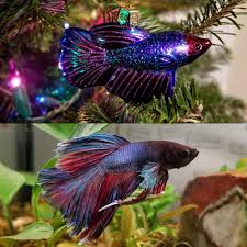 Much like in people, depression in fish can. New Betta Fish Ornament Looks Like My Boi Flappy Happy Holidays Bettafish