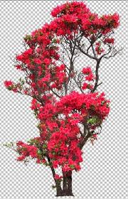 12 Jpg 486 757 Pixel Tree Photoshop Photoshop Backgrounds Photoshop Backgrounds Free