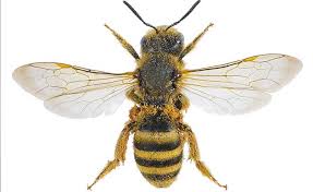 Trapping the sweat bees is another ideal way to get rid of them. How To Get Rid Of Sweat Bees In Pool Yard Pestbugs