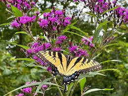 Ironweed: Bold Native Plant Loved by Butterflies