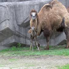 How do camels adapt to their environment? Camel Calf Born At Wisconsin S Milwaukee County Zoo People Com