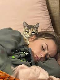 Found Cat in Downtown Gilroy