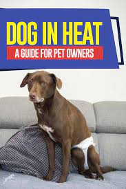Dog In Heat A Guide For Pet Owners Dog In Heat Dog Diapers Dog Heat Cycle