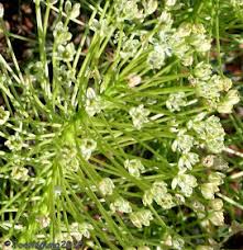 Image result for Schizocarphus nervosus