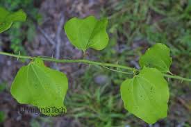 Image result for Barleria rotundifolia
