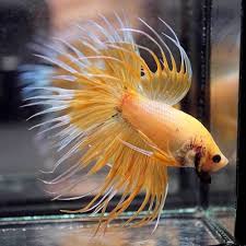 Bumblebee Butterfly Crowntail Ct Male Betta Fish Youtube This Beautiful Betta Was Imported From Thailand Detail Of The Betta Changi Betta Betta Fish Fish